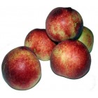 Nectarina 690gr