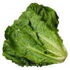Lechuga Romana Primaflor