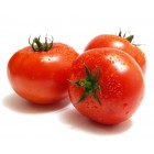 Tomate Primera 1350gr