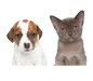 MASCOTAS